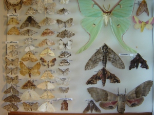bioblitz moths 007